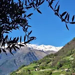 Viva-como
