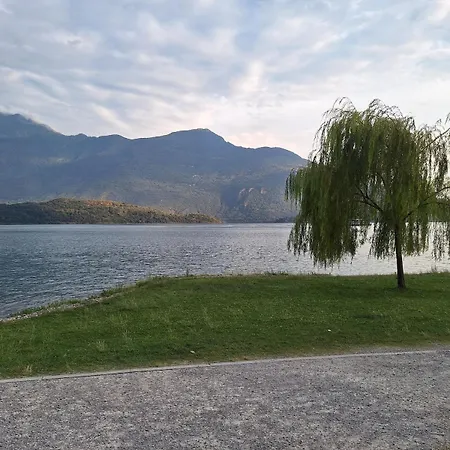 Viva-como