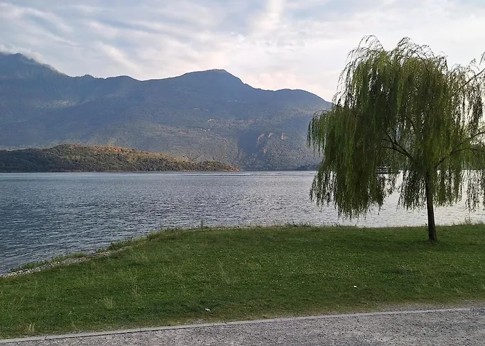 Viva-como